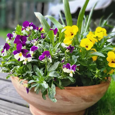 Dom Na Blekitnej ホームステイ